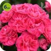 Pelargonia Rosebud  Linda 6 sztuk